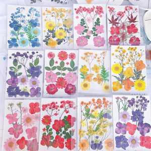 ดอกไม้แห้งธรรมชาติแท้ G148 ขายส่ง สำหรับงานฝีมือ เครื่องประดับ เล็บ เทียน ตกแต่ง วัสดุ DIY - Product Image 6