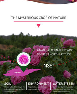 Fanglei Directe Leverancier Gedroogde Kruiden Extract Plant Gezondheid Natuur Biologische Food Grade Rozenbloemblad Rozenpoeder Voor Thee - Product Image 2