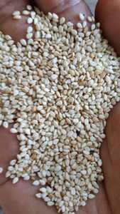 งาดำธรรมชาติคุณภาพสูง - Product Image 2