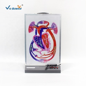 Modèle du cœur et du système circulatoire - Product Image 5