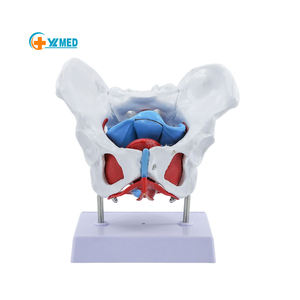 Insan anatomik tıbbi bilim kadın pelvik modeli kadın Genital Organ modeli ile zemin kas - Product Image 1