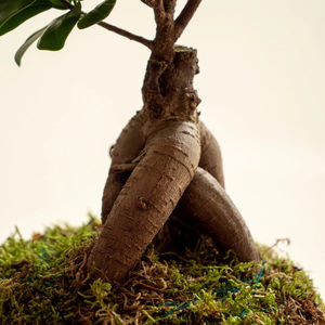 Estilo moderno <span class=keywords><strong>Ficus</strong></span> <span class=keywords><strong>Ginseng</strong></span> Kokedama - Product Image 5
