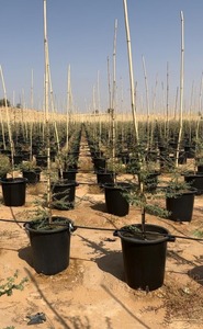 Canes en bambou Tonkin robustes pour le soutien des plantes, piquets de jardinage, poteaux d'agriculture naturelle en vrac - Product Image 6