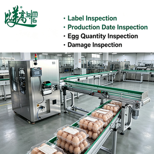Equipo de Inspección y Rechazo de Cartones de Huevos Totalmente Automático de la Marca BMG, Sistema de Visión CCD de Alta Velocidad, Detección de Defectos Superficiales - Product Image 4