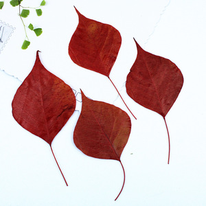 Folhas Naturais Prensadas e Secas de Sapium Vermelho (Folhas de Árvore de Sebo Chinês) para Artesanato em Resina DIY e Decoração - Product Image 1