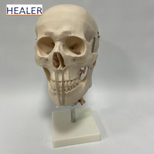 <span class=keywords><strong>Esqueleto</strong></span> de calavera para hombre, anatomico, para el cerebro y cervicales, 8 piezas - Product Image 2