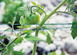 Hilo de tomate Soporte agrícola de alta resistencia Hecho de polipropileno duradero (PP) - Product Image 2
