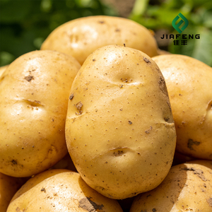 Pommes de terre fraîches réfrigérées biologiques du Shandong, allongées, 55 cm, 0,1 kg, contenu pur, sans additifs, marque Heli, prêtes à consommer - Product Image 5