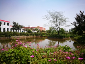 खाद्य ग्रेड क्रोसेटिन गार्डेनिया बाहर प्राकृतिक लाल रंग के पाउडर 50% स्वास्थ्य खाद्य योजक नीत्र ब्रांड कारखाने इन-स्टॉक - Product Image 4