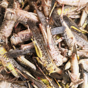 Calidad garantizada los saltamontes secos y las larvas con precio competitivo - Product Image 2