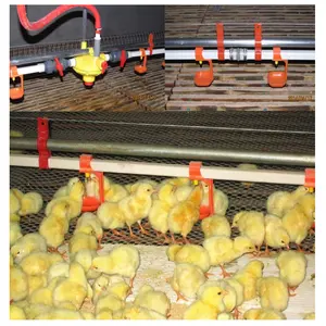 Shandong U-best Hot Chicken Farm Design Poultry House Equipment System