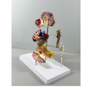 Modelo Anatómico Cardiovascular/Diabético/Neurología/Endocrinología/Ortopedia - Product Image 2