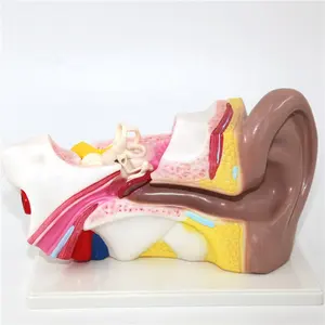 Hot Selling Advanced PVC Anatomical Human Ear Model