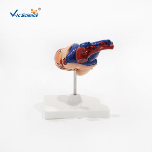 Modèle anatomique naturel de cœur humain de grande taille avec chambres cardiaques détachables - outil pédagogique pour les étudiants en médecine. - Product Image 2
