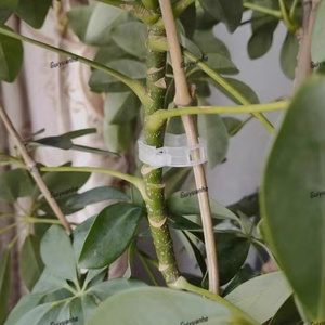 Pinces <span class=keywords><strong>de</strong></span> jardin en plastique pour plantes, serres, légumes, tomates, vignes suspendues, supports <span class=keywords><strong>de</strong></span> treillis et vignes <span class=keywords><strong>de</strong></span> raisin - Product Image 3