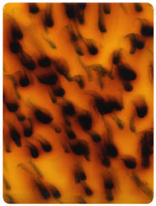 Hoja acrílica de tortuga PMMA, carcasa de tortuga de 3mm, alta luminosidad, personalizada, venta al por mayor - Product Image 3