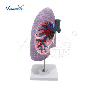 Modèle de bronche du poumon droit, modèle d'anatomie du système respiratoire, modèle de démonstration pour la formation pratique en faculté de médecine. - Product Image 5