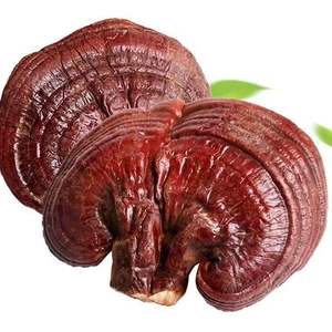 Cogumelos orgânicos <span class=keywords><strong>Lingzhi</strong></span> Ganoderma lucidum erva para alimentos e bebidas - Product Image 5