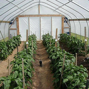 Invernadero de Fábrica Baolida de 8x37.5m y 4m de Altura con Puerta, Techo de Lámina y Película de Polietileno para Jardín Trasero - Product Image 5