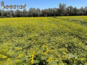 BEESTA 2026 Vente Chaude <span class=keywords><strong>Miel</strong></span> Pur Biologique Premium <span class=keywords><strong>Miel</strong></span> Traditionnel aux Herbes Naturel Sans Aucun Additif <span class=keywords><strong>Miel</strong></span> pour Boulangerie - Product Image 2