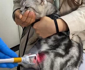 Recuperação rápida Infecção Tratamento Veterinário <span class=keywords><strong>Laser</strong></span> Cirúrgico Endolaser Classe Iv <span class=keywords><strong>Laser</strong></span> Terapia Máquina Cão Gato Cavalo Alívio Da Dor - Product Image 5
