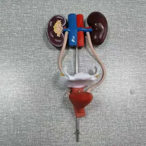 function soft silicone male and female urinary system model
