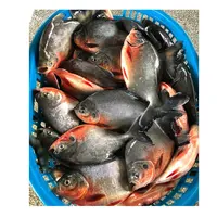 Chinês Pomfret Congelados De Peixe Vermelho de Criação (Pacu) 300-500g