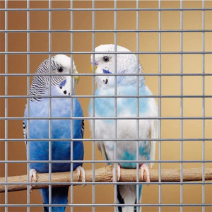 กรงใส่ผลไม้กรงไก่ทำจากสเตนเลสสตีลสำหรับสวนกระต่ายไก่ - Product Image 4