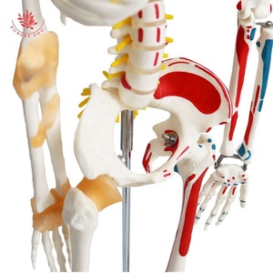 Modello di anatomia della scienza medica modello di scheletro umano 85cm FRT011 mezzo muscolo e mezzo legamento - Product Image 2