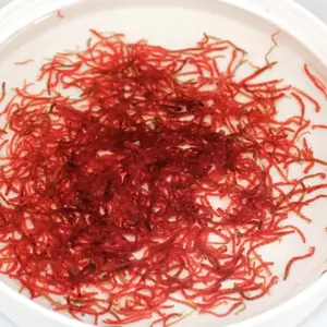 하이 퀄리티 냉동 bloodworm 냉동 붉은 벌레 붉은 선충류 웜 판매 냉동 생선 식품