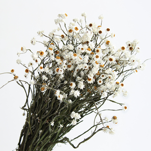 Bouquet de fleurs séchées naturelles d'Ammobium Alatum (<span class=keywords><strong>Fleur</strong></span> éternelle ailée) <span class=keywords><strong>et</strong></span> de marguerites séchées pour la décoration intérieure – Vente en gros - Product Image 2
