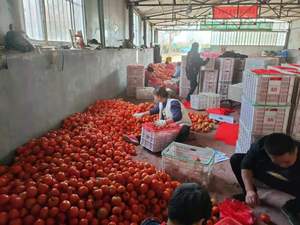 Pomodoro dolce fresco fresco pomodoro cinese nuovo raccolto - Product Image 6