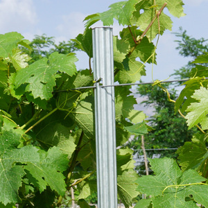 <span class=keywords><strong>Poteau</strong></span> <span class=keywords><strong>à</strong></span> raisin en acier galvanisé robuste avec revêtement antirouille pour un soutien durable des vignes dans les ranchs et tous les climats - Product Image 6
