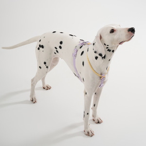 Arnés y Correa para Perro de PVC Impermeable con Logotipo Personalizado, Resistente a Olores, de Alta Resistencia, para Perros Grandes, Marca Personalizada - Product Image 1