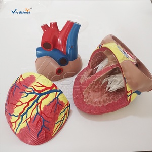 Modello di Cuore Umano Grande 5 Volte la Dimensione Naturale per Insegnamento Medico con Atri, Ventricoli e Valvole - Product Image 6