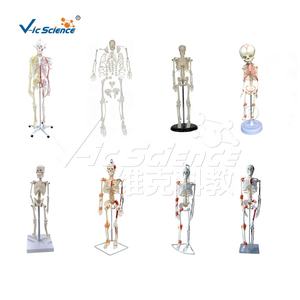 Kerangka ukuran kehidupan model tengkorak bayi sains medis skeleton - Product Image 3