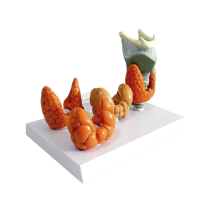 Mô hình bệnh lý tuyến giáp zm2017 Kích thước mô hình: 14*5*9 (thanh quản) tuyến giáp: (1) 5*3*5 (2) 7.6*3*5 (3)7*4*6 smm49 - Product Image 4