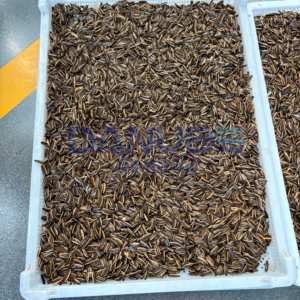 Machine de séchage personnalisée pour graines de tournesol et noyaux de palme, équipement de déshydratation pour graines de tournesol, four de séchage à pompe à chaleur - Product Image 4