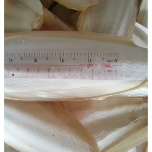 Cuttlebone de Vietnam | Fuente ecológica de calcio para pájaros, reptiles y acuarios, servicio OEM/ODM - Product Image 1