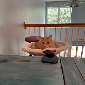 <span class=keywords><strong>Hot</strong></span> <span class=keywords><strong>Selling</strong></span> Hochwertiges 360 ° rotierendes Katzen hängematten bett für kleine/mittlere Tiere mit einzigartigem Muster für Hunde - Product Image 3