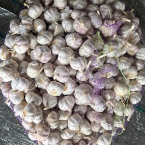Aglio Fresco del 2024 Calibro 5.0cm Esportazione 20 Tonnellate Aglio Bianco Puro Prezzo Conveniente - Product Image 3