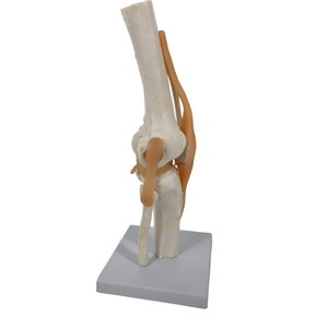 โมเดลโครงกระดูกกายวิภาคของพีวีซีมนุษย์สำหรับการศึกษาทางการแพทย์ในโรงเรียนมุ่งเน้นไปที่ข้อต่อหัวเข่าโมเดลชีววิทยาพลาสติก - Product Image 3