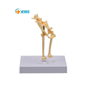 Cadeau éducatif médical modèle osseux de bassin de chat squelette félin grandeur nature avec vertèbre lombaire et moelle épinière anatomique - Product Image 1