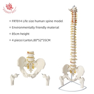 Modelo de Columna Vertebral Humana 1:1, Modelo de <span class=keywords><strong>Esqueleto</strong></span> Ortopédico Médico para Adultos, FRT014, Modelo de <span class=keywords><strong>Esqueleto</strong></span> de Columna <span class=keywords><strong>Cervical</strong></span> y Lumbar - Product Image 6