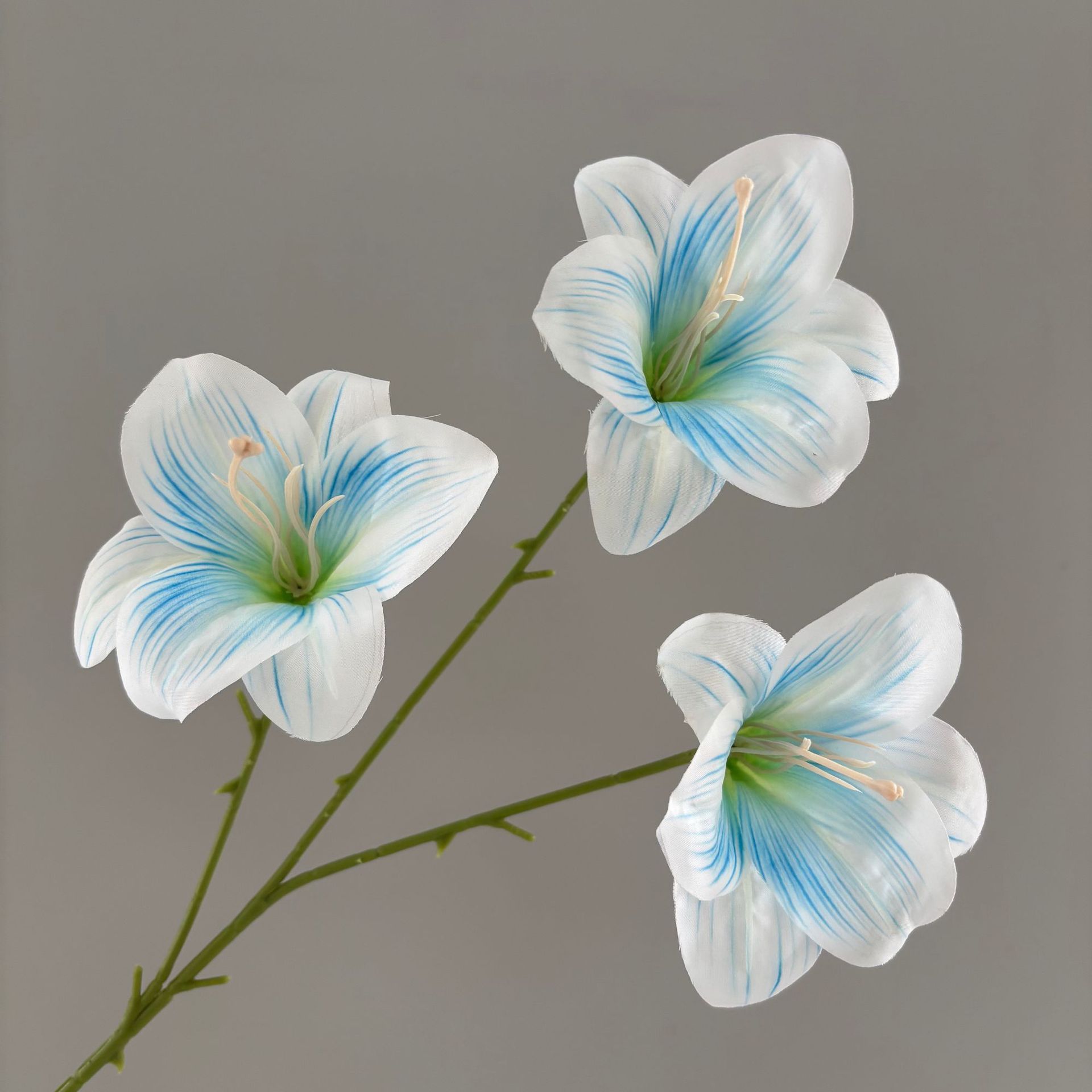Hébé à trois têtes, bleu clair