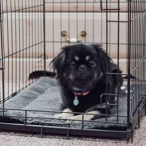 Selbst erwärmen des Katzen bett Selbst erhitzen der Boden Wasch bare Katzen hunde matte Warmes thermisches Haustier kissen Haustier-Wärme matte mit abnehmbarer Abdeckung - Product Image 5