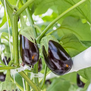 Nouvelles pinces de greffage durables de 25 mm marron <span class=keywords><strong>pour</strong></span> tiges de plantes, tomates, concombres, vignes, pinces de jardinage en plastique <span class=keywords><strong>pour</strong></span> plantes grimpantes - Product Image 4