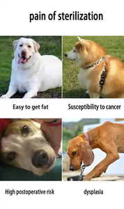 Fabrika fiyat <span class=keywords><strong>Pet</strong></span> toptan komik eğlence sevimli köpek oyuncaklar artı köpek seks oyuncak simülasyon köpek seks oyuncak - Product Image 3