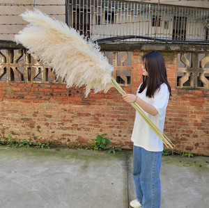 Hierba de Pampas para decoración, flores secas Jumbo de varios tamaños, precios súper bajos - Product Image 5