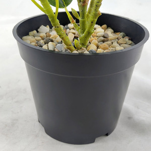 Simular plantas verdes artificiais suculentas, atacado de plantas verdes, suculentas reais, planta amadeirada, paredes de casamento, decoração verde para casa - Product Image 5